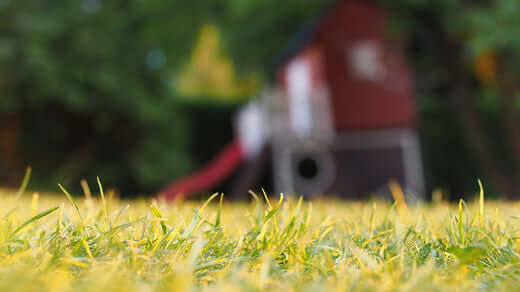 Backyard Football Training